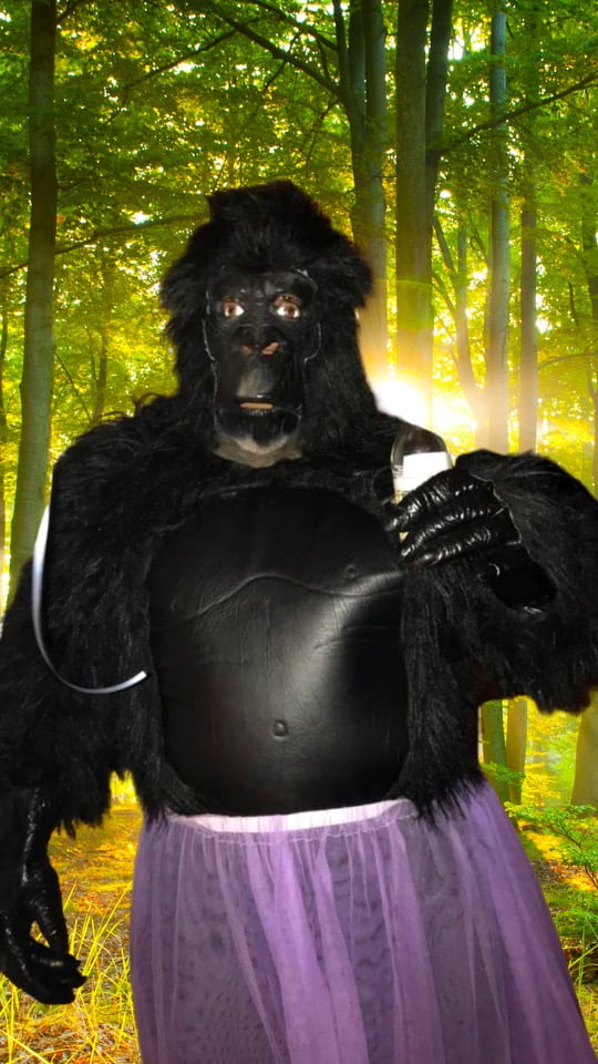 Featured image for “Gorilla”