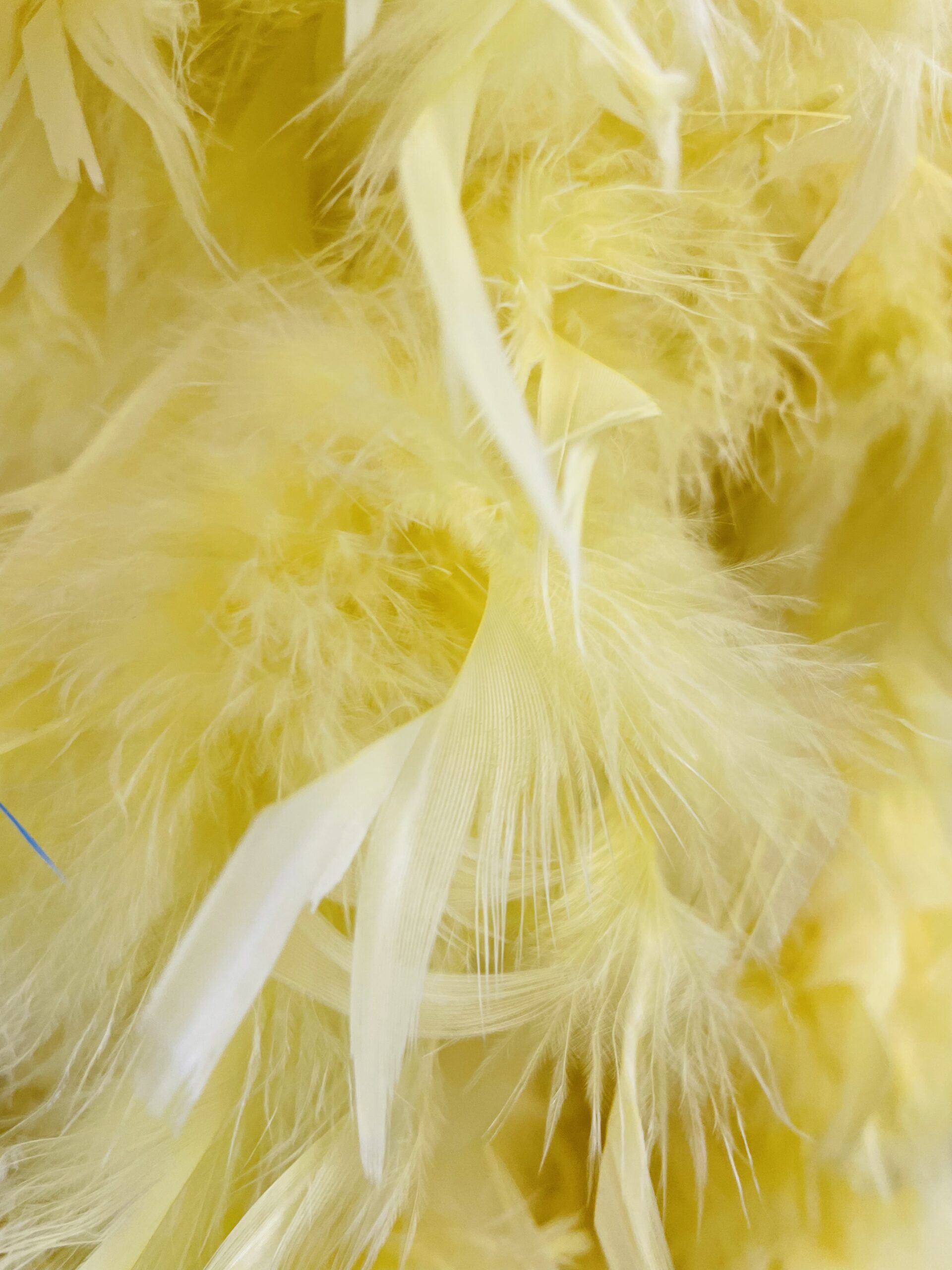 Featured image for “Feather Boa Yellow”