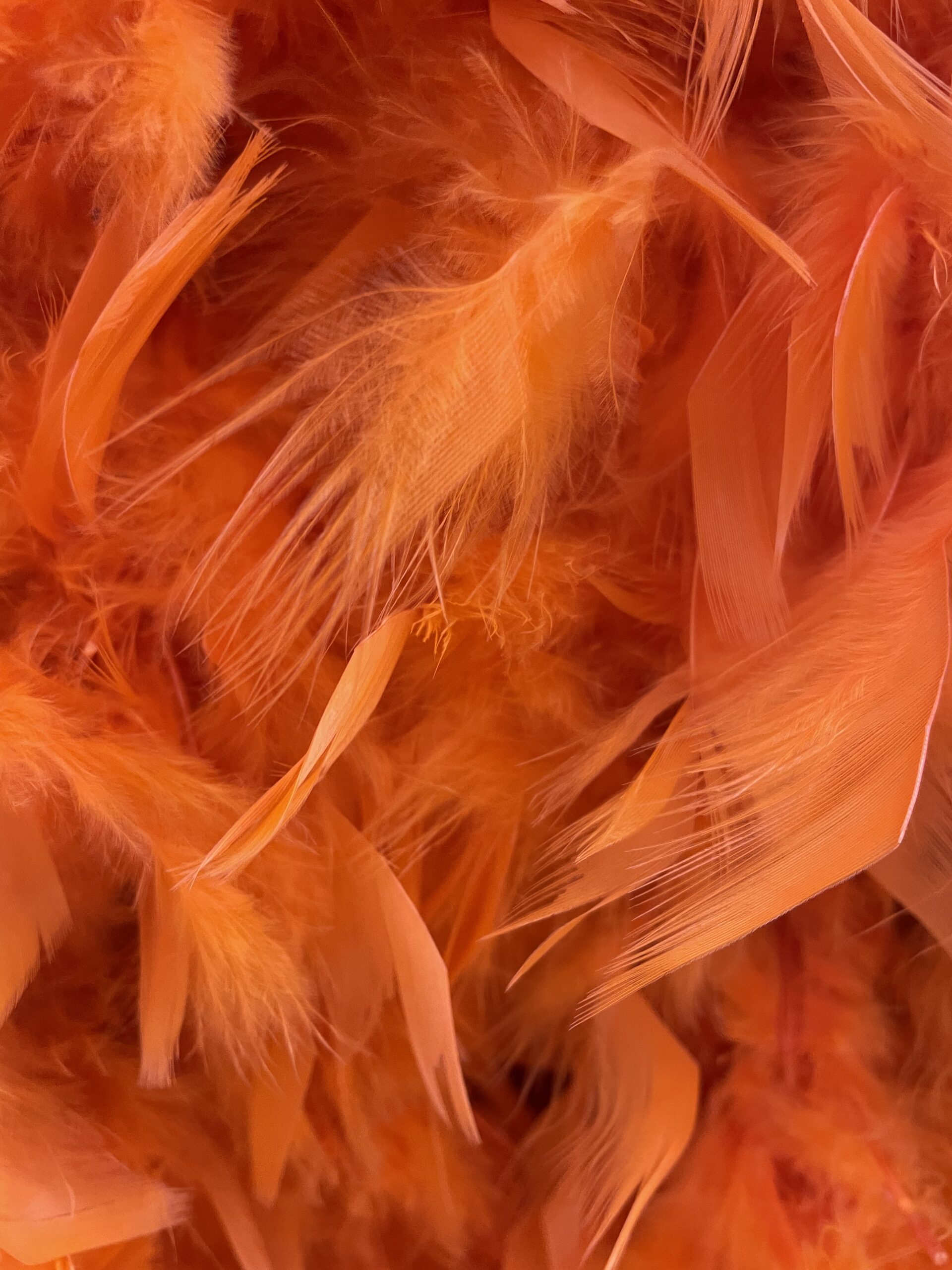 Featured image for “Feather Boa Orange”