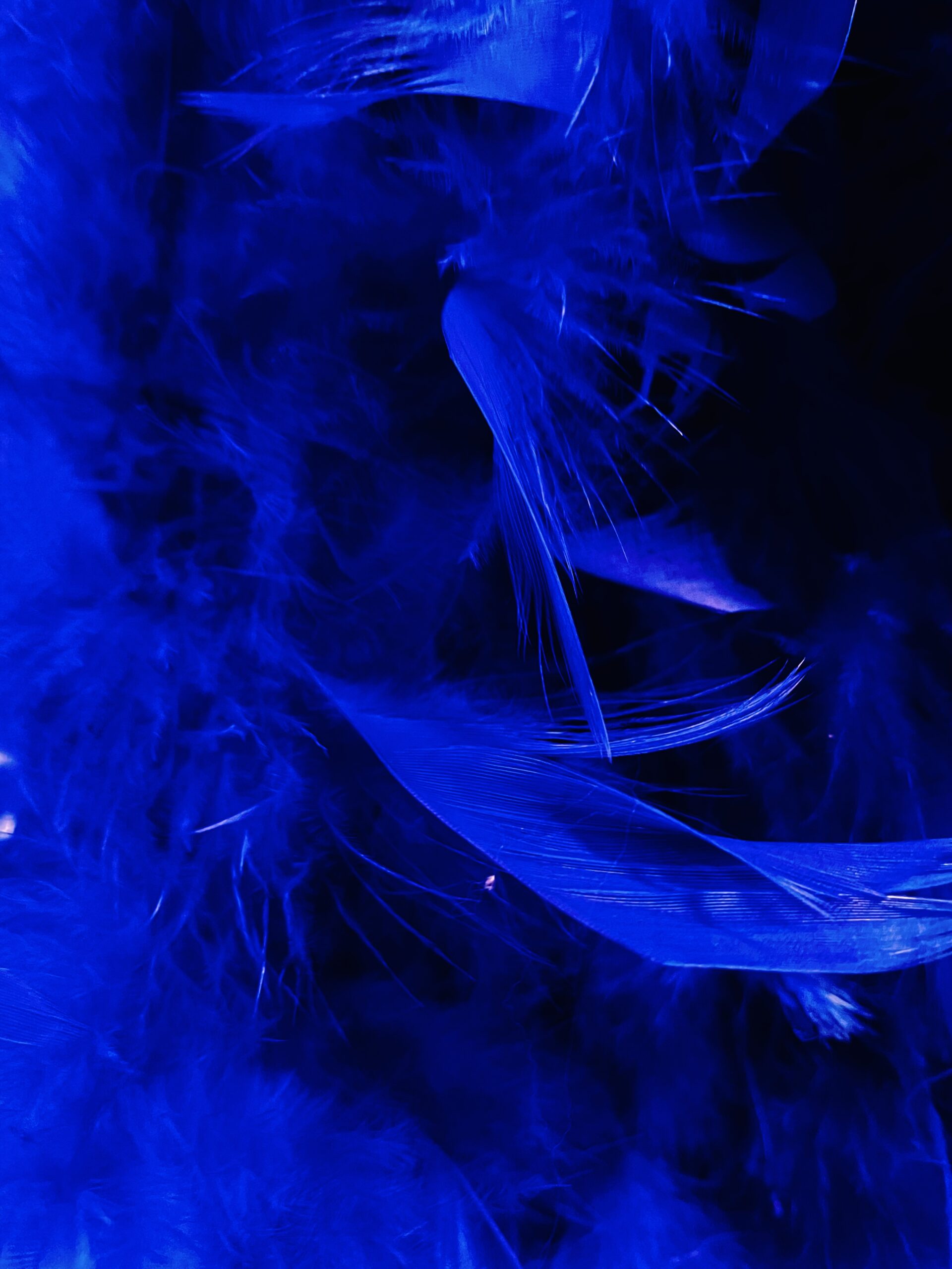 Featured image for “Feather Boa Dark Blue”